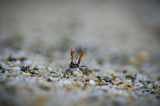 沙蟹,螃蟹,蟹,大眼蟹,沙,沙粒,沙滩,砂石,沙子,颗粒,行走,无人,特写,海边,海沙,小螃蟹,伪装,仿色,自然,生态,生物链,举手,召唤
