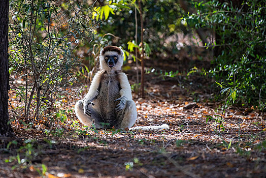 维氏冕狐猴,坐,地上,自然保护区,区域,马达加斯加,非洲