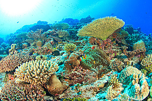 质朴,硬珊瑚,礁石,南,环礁,南方,马尔代夫,印度洋