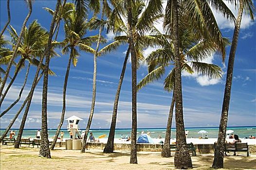 夏威夷,瓦胡岛,怀基基海滩,海滩,排列,棕榈树