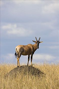 转角牛羚,守卫,站立,蚁丘,马赛马拉国家保护区,肯尼亚
