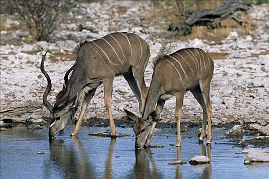 大捻角羚,女性,水潭,埃托沙国家公园,纳米比亚