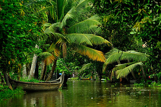 船,棕榈树,死水,南,喀拉拉