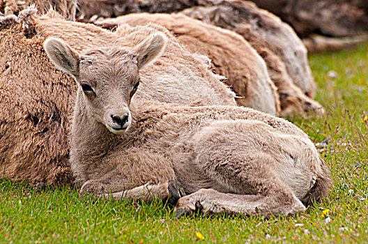 大角羊,羊羔,休息,土地,班芙国家公园,艾伯塔省,加拿大