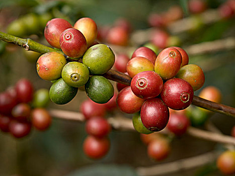 哥斯达黎加,咖啡豆