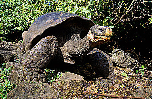 成年,加拉帕戈斯,龟,象龟属,加拉帕戈斯群岛,厄瓜多尔