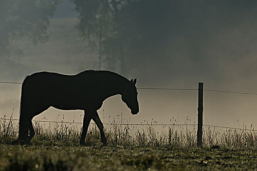 马,早晨,太阳