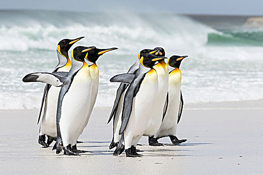 帝企鹅,福克兰群岛,南大西洋,群,企鹅,行进,沙滩,生物群