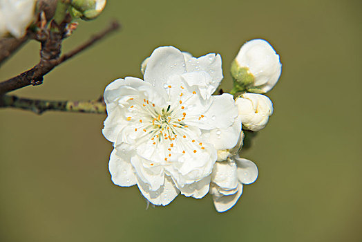 碧桃,千叶桃花,桃花,白色碧桃