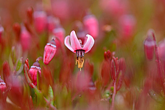 花,蔓越莓,越桔属