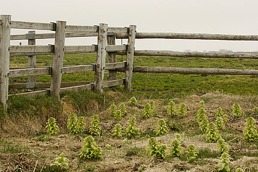 围栏,农场