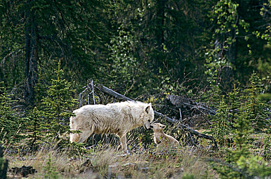 加拿大,加拿大西北地区,野生,灰狼,雄性,幼仔,针叶林带,树林