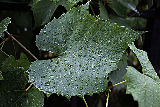 雨后树叶雨滴水滴