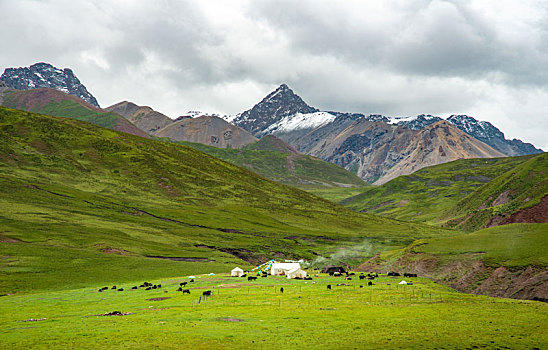西藏的牧场