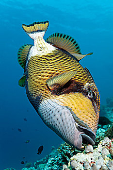 扳机鱼,巨大,进食,印度洋,南马累环礁,马尔代夫,亚洲