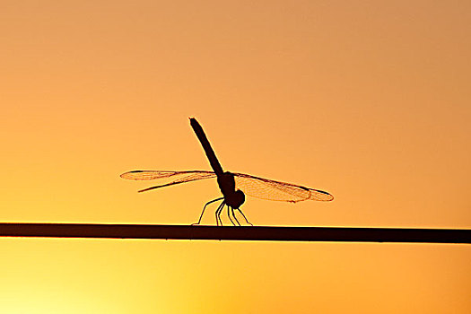 蜻蜓,铁丝栅栏,日落,西南部,巴西,南美