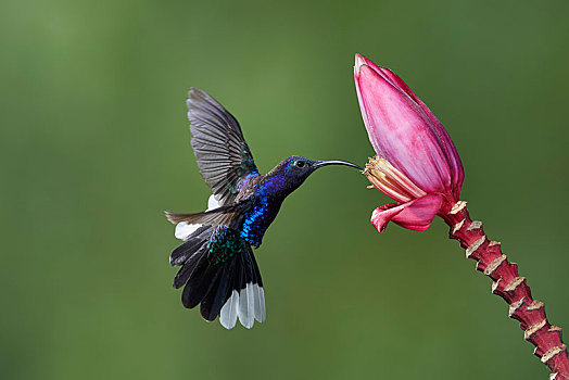 紫罗兰,雄性,接近,香蕉,花,哥斯达黎加,中美洲