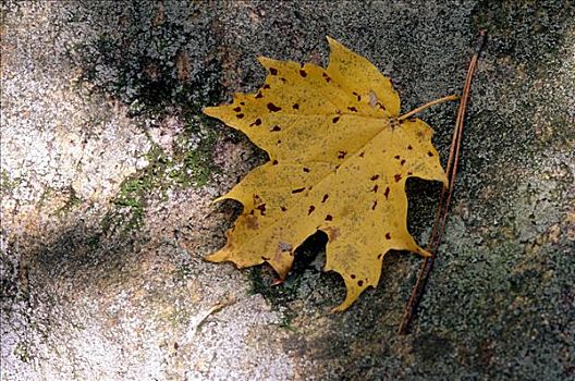 糖枫,叶子,石头,深秋,秋天,阿尔冈金省立公园,安大略省,加拿大