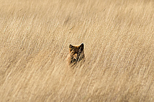 红狐,隐藏,高草
