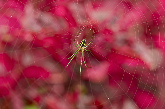 蜘蛛,蜘蛛网,金马伦高地,西部,马来西亚