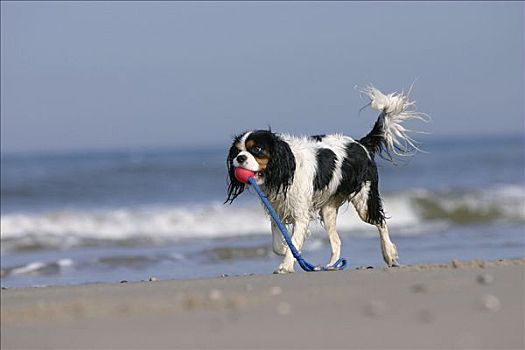 查尔斯王犬,三色,球,海滩