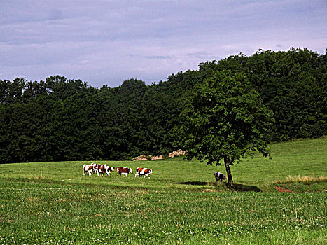 草地,靠近,母牛