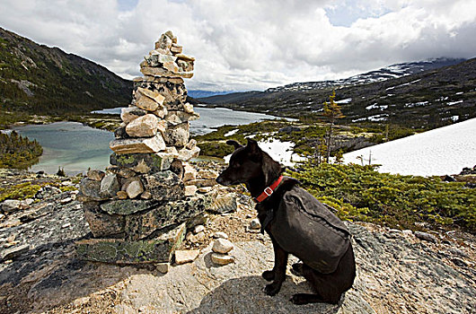 雪橇狗,狗,阿拉斯加,哈士奇犬,休息,因纽石刻,累石堆,深,湖,后面,小路,育空地区,不列颠哥伦比亚省,加拿大