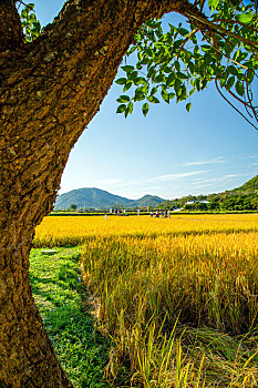 美丽乡野,蓝天绿树,金灿灿的稻田