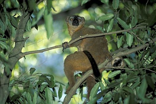褐色,狐猴,禁猎区,马达加斯加,非洲