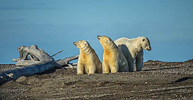 北极熊,两个,幼兽,砾石,岛屿,浮木,冰岛,波弗特,海洋,阿拉斯加,美国