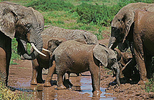 非洲象,群,泥,沐浴,肯尼亚