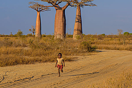 马达加斯加穆龙达瓦morondava猴面包树baobab