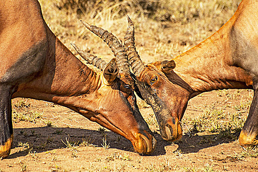 头部,争斗,羚羊,转角牛羚,塞伦盖蒂国家公园,坦桑尼亚