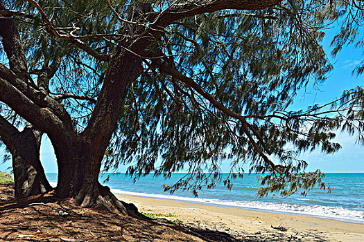 树,海滩,皇后区,昆士兰,澳大利亚