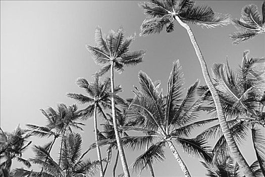 夏威夷,高,棕榈树,天空,黑白照片