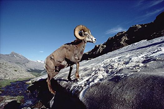 大角羊,攀登,雪堤,艾伯塔省,加拿大