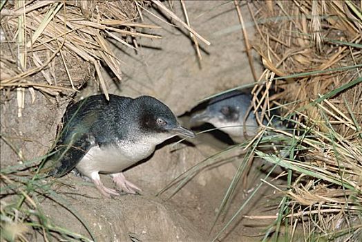小蓝企鹅,一对,巢穴,入口,南岛,新西兰