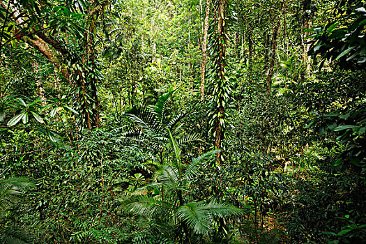 雨林,德恩垂国家公园,昆士兰,澳大利亚