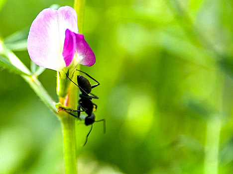 重庆酉阳,蜜蜂恋鲜花