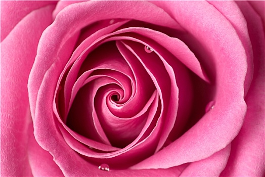 粉红玫瑰,特写