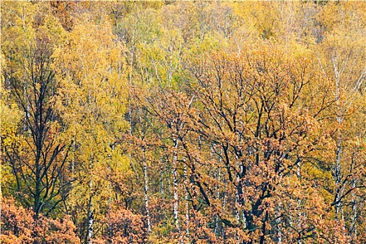自然,秋日树林