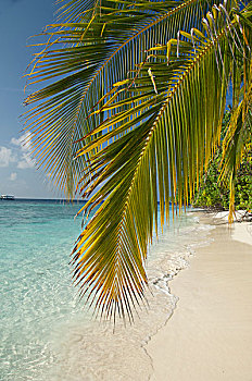 马尔代夫,北方,马累环礁,岛屿,棕榈树,白色背景,沙滩