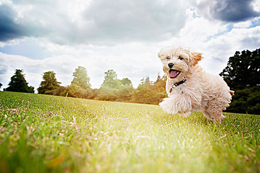 高兴,狗,跑,公园,草
