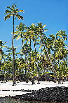 棕榈树,海滩,国家,历史,公园,科纳海岸,夏威夷大岛,夏威夷,美国