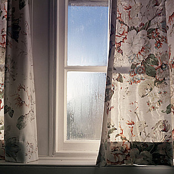 窗户,露珠,遮盖,玻璃,花,帘,新,苏格兰