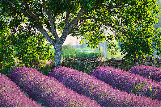树,石墙,薰衣草种植区,普罗旺斯,法国