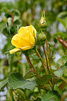 杂交品种,花园,玫瑰,普拉蒂纳特,巴伐利亚,德国