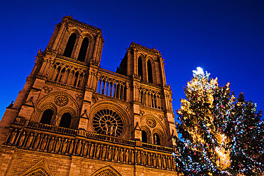 夜景,巴黎,大教堂,圣诞节,树,法国,欧洲