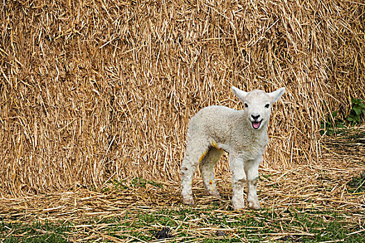 诞生,羊羔,站立,户外,正面,大,大捆,稻草
