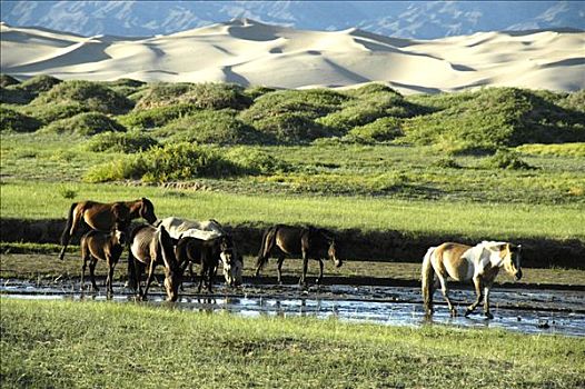 马,河,正面,沙丘,戈壁沙漠,国家公园,蒙古